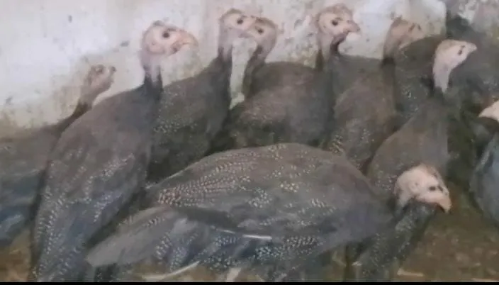 Aves D'Angola para Criação
