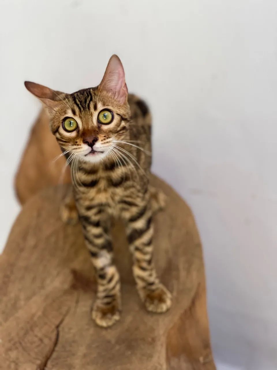 Gato Bengal  - Foto 2