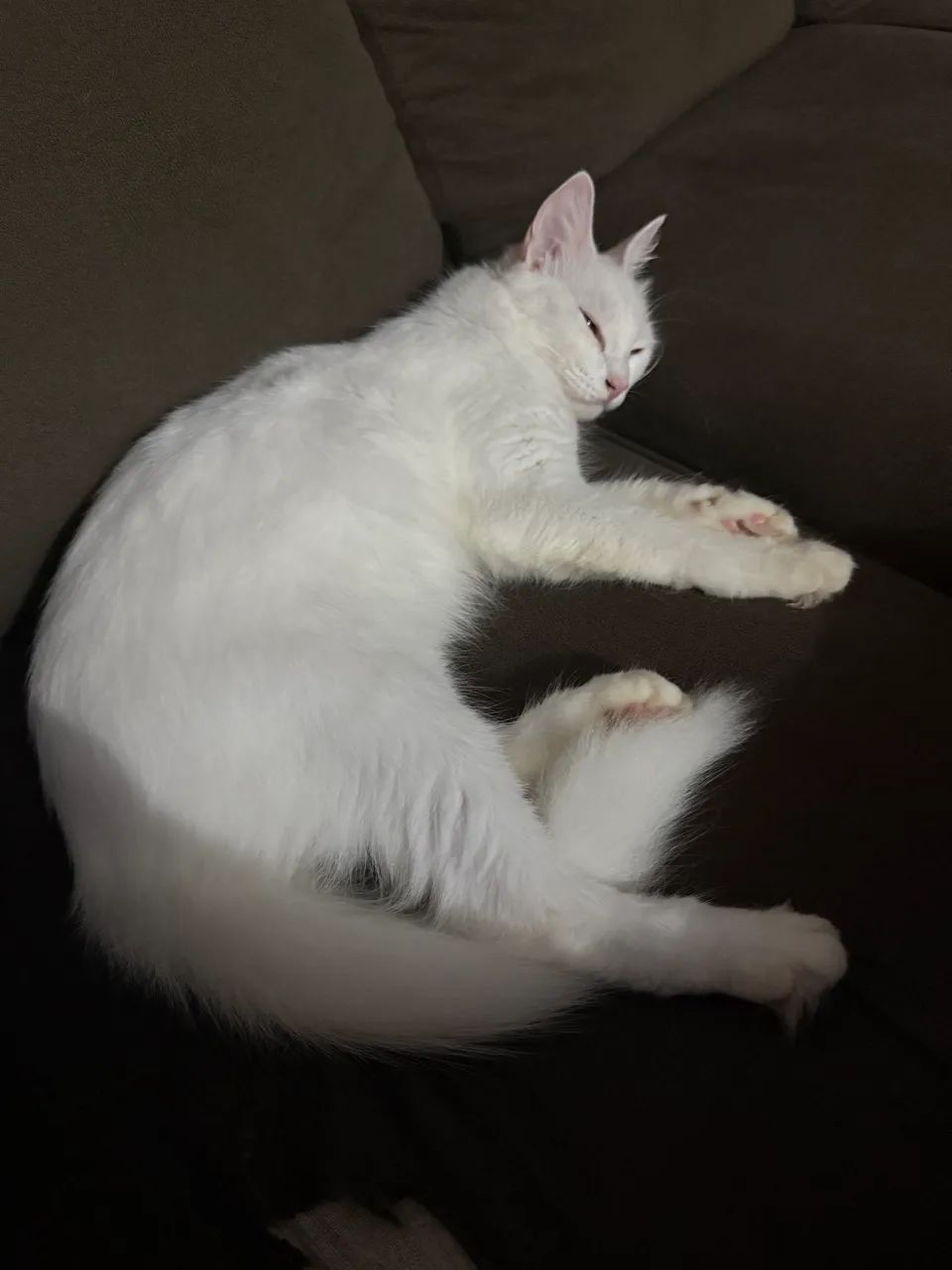 Gato angora  - Foto 5