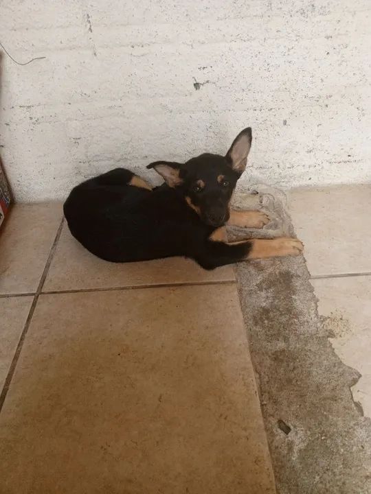 Estou vendendo cães por motivos de viagem  - Foto 4