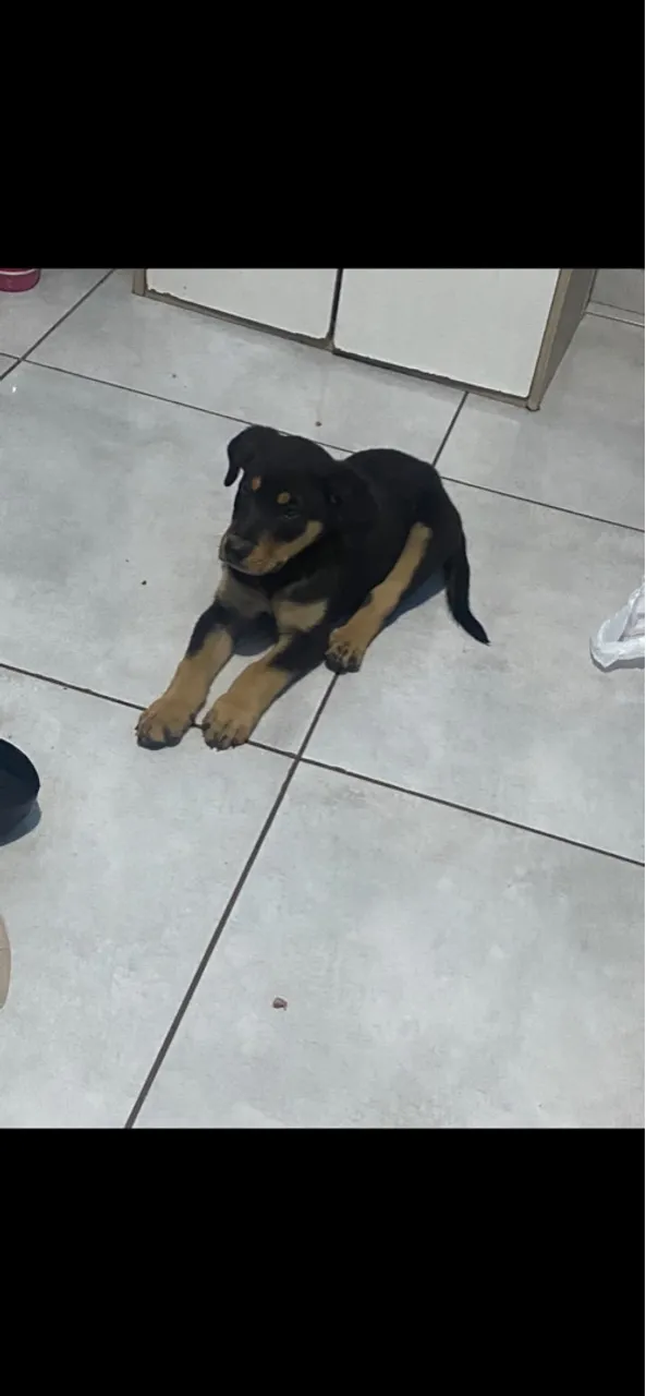 Filhote de Rottweiler para venda