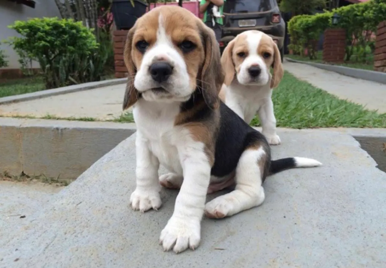 Beagle Sempre disposto a brincar com você!