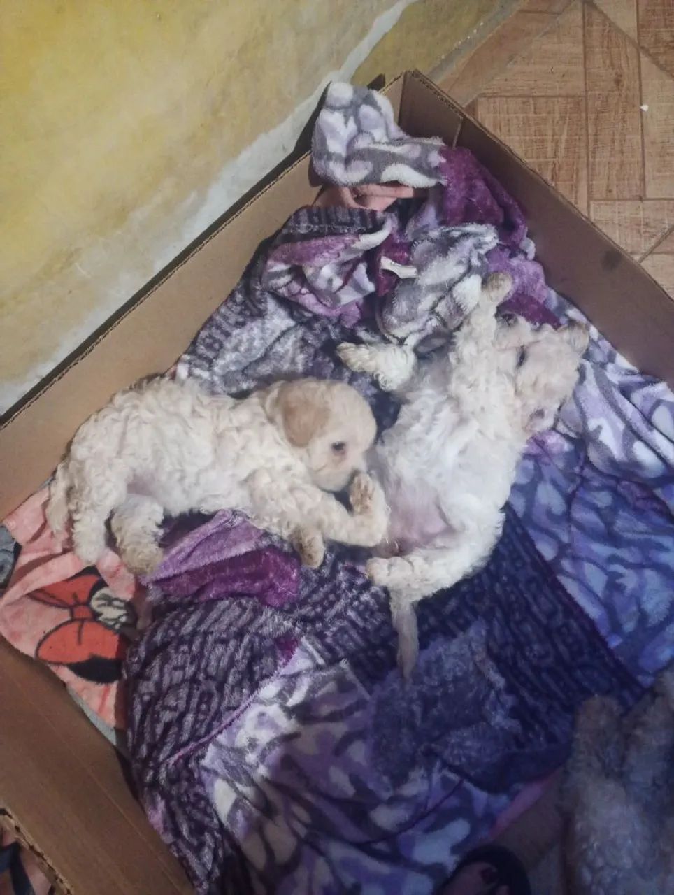 Vamos levar seu melhor amigo verdadeiro para sua casa ? - Foto 5