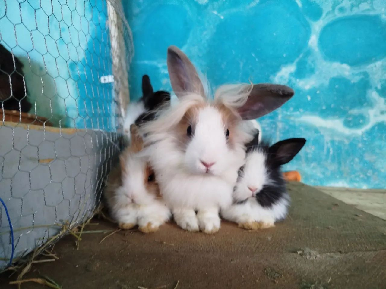 Coelho filhote Lion Head - Foto 5