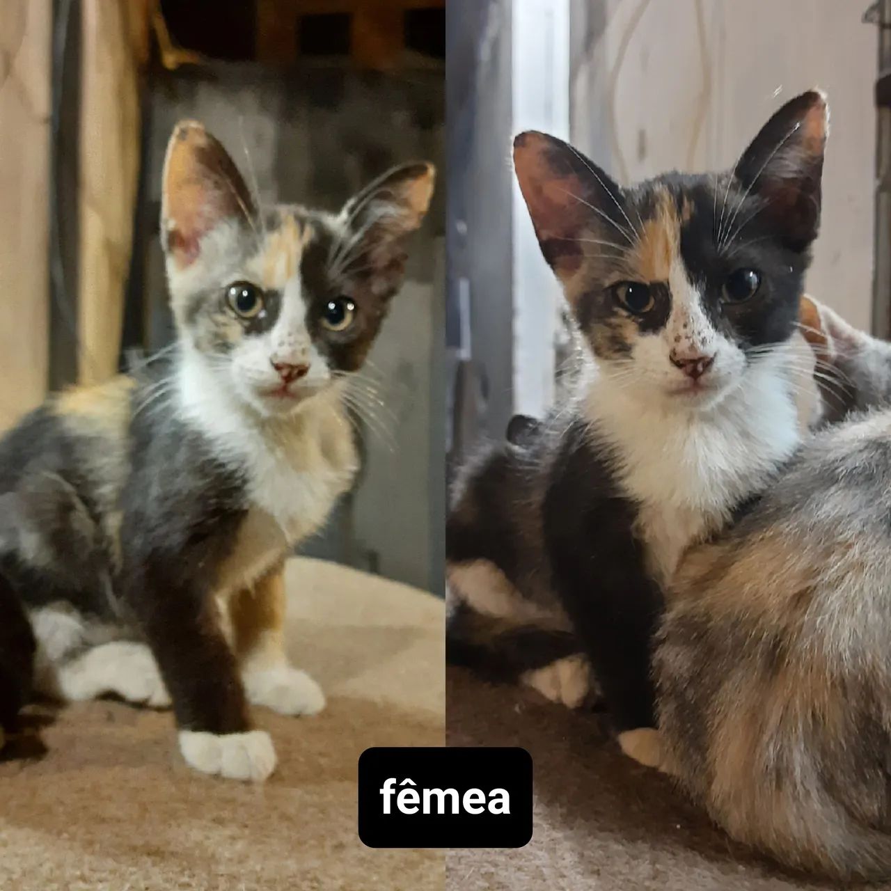 doação gatos filhotes - leia a descrição - Foto 3