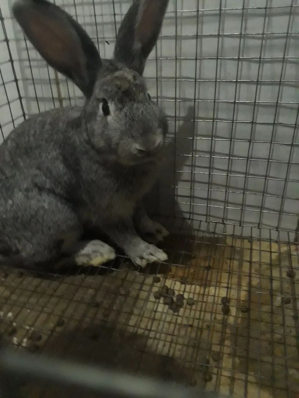 Coelho Macho Cinza