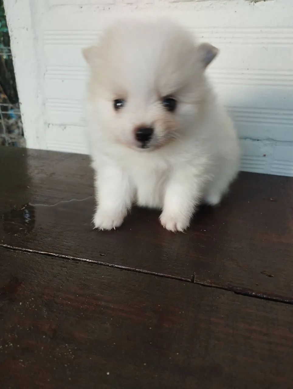 Lulu da Pomerânia Filhote (pais anões) - Foto 3