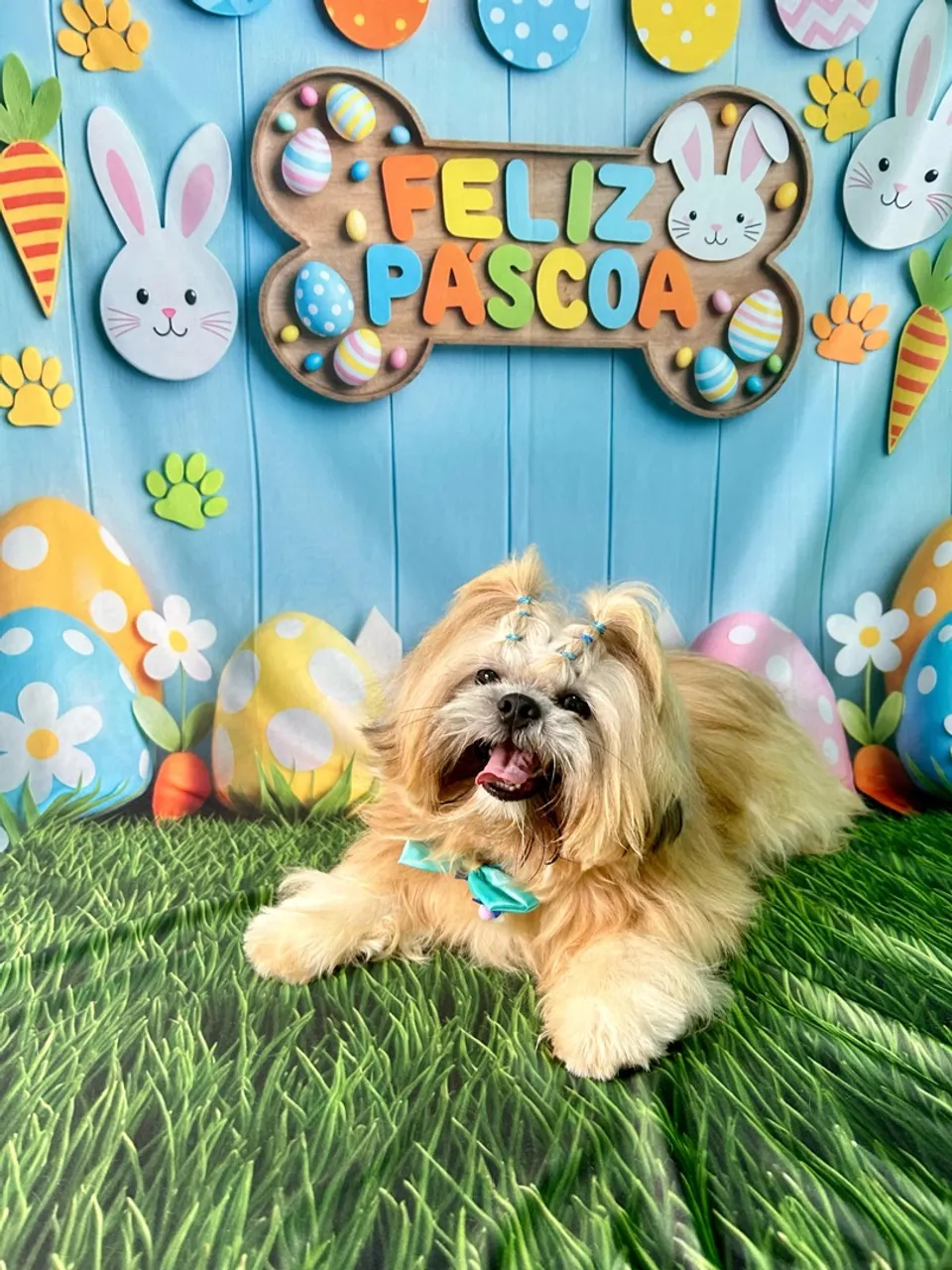 Shih Tzu disponível para cruzar