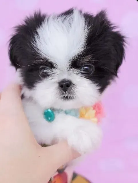 Shih Tzu ele e capaz de transformar seu dia