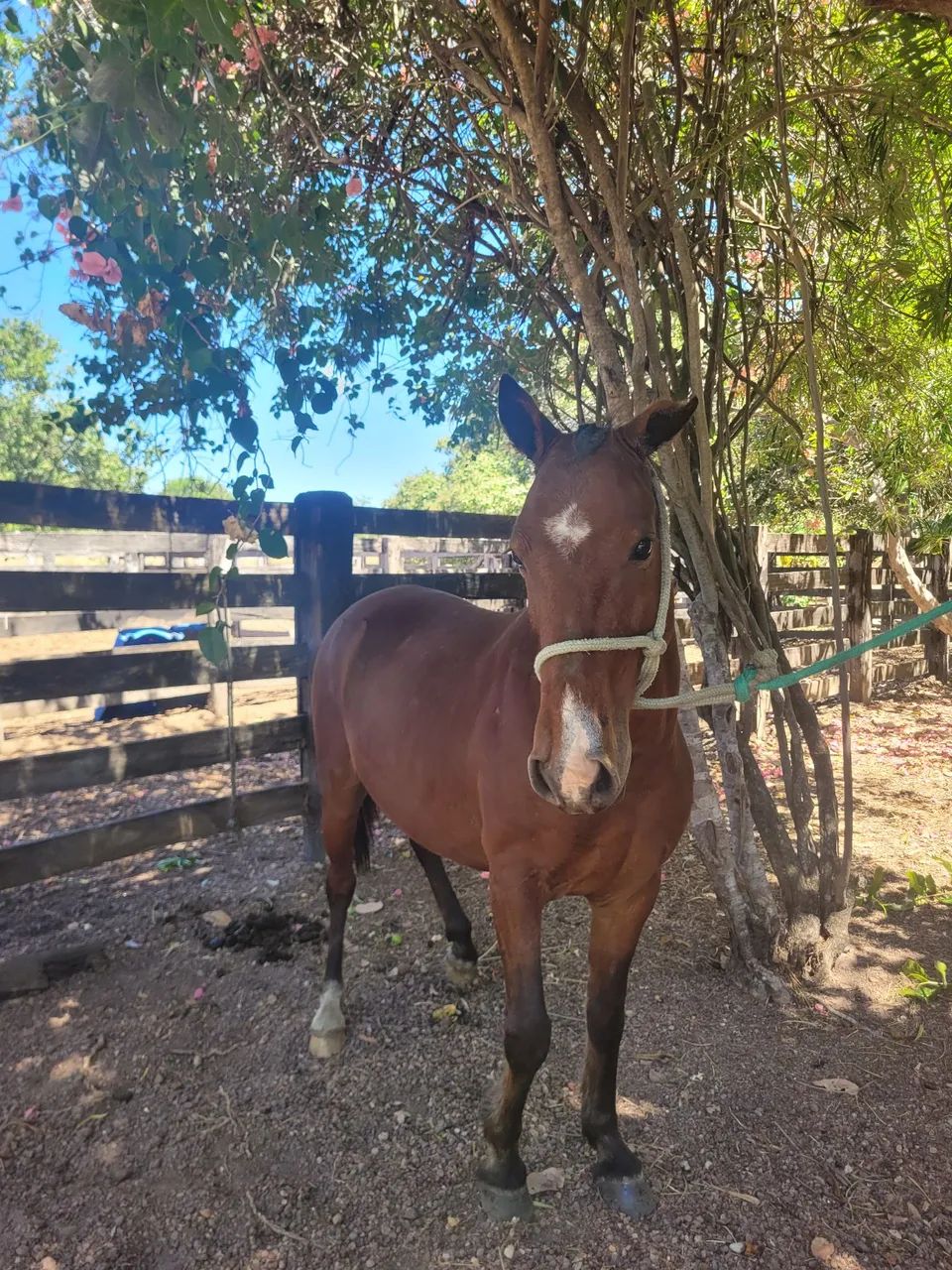 Cavalo castrado manso - Foto 2
