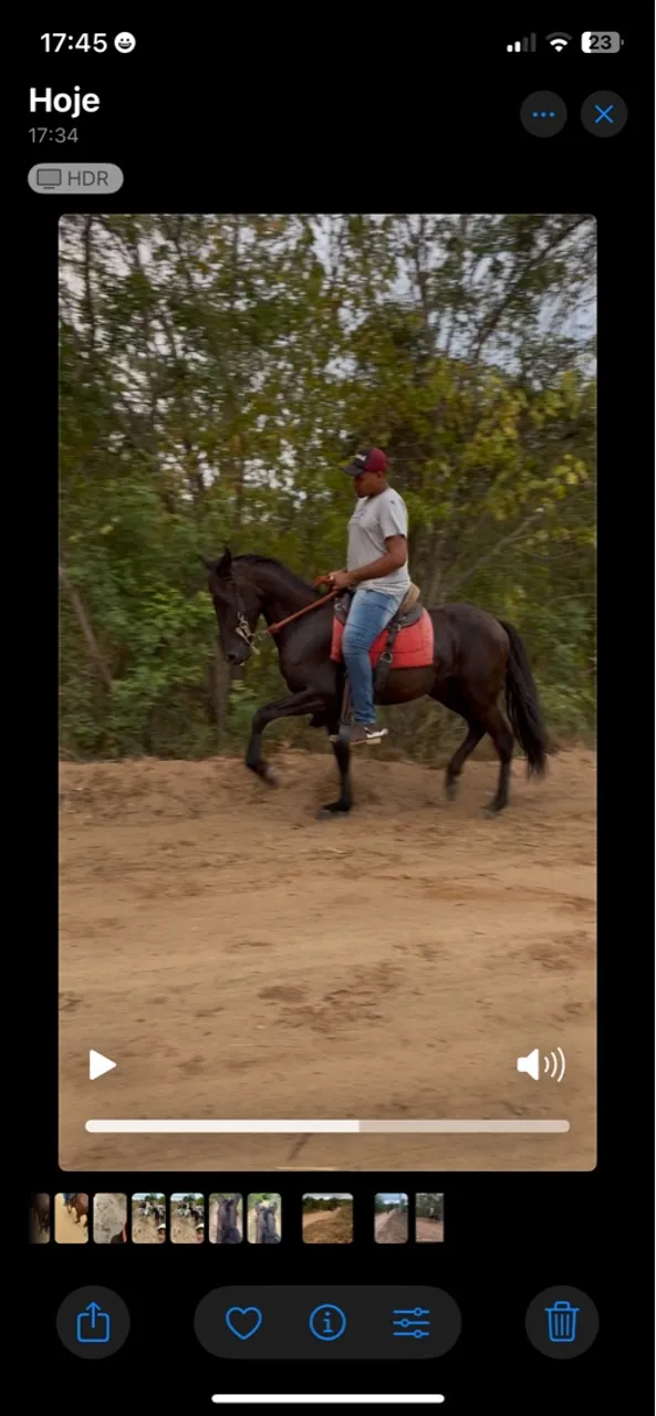 Potro mangalarga marchador a venda