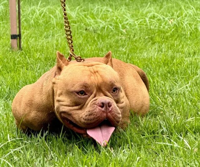 Linhagem American Bully micro à Disposição - Fale pelo WhatsApp - Foto 3