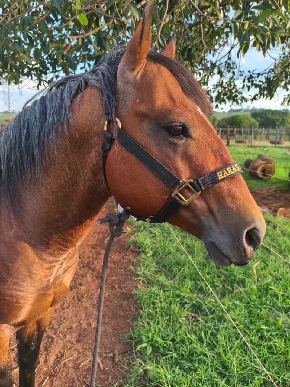 Garanhão Quarto de Milha PO. 