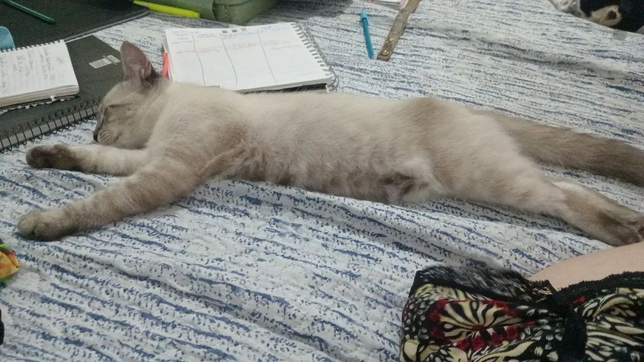 Gato Siamês disponível para adoção