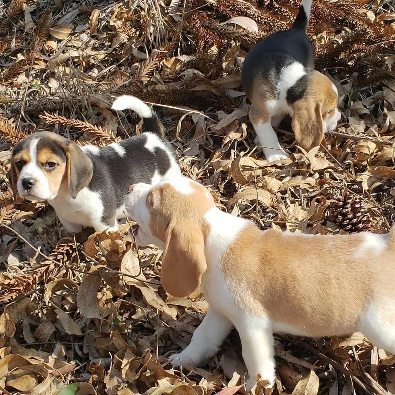 Beagle filhotes perfeitos