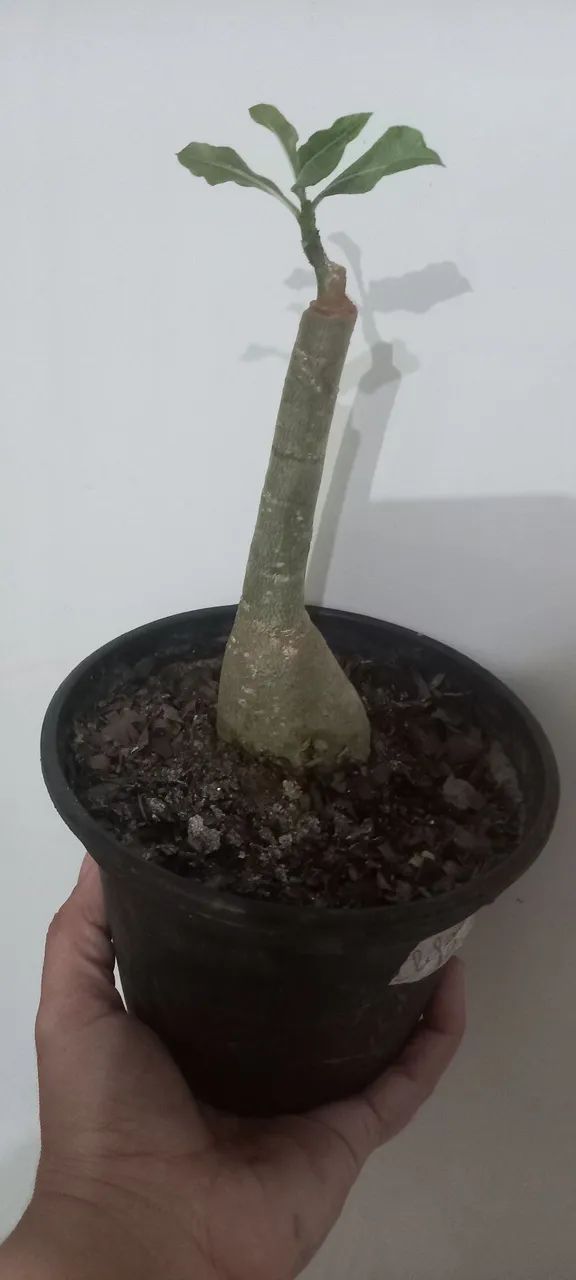 Rosa do deserto: mutante(envio pelo site) - Foto 5