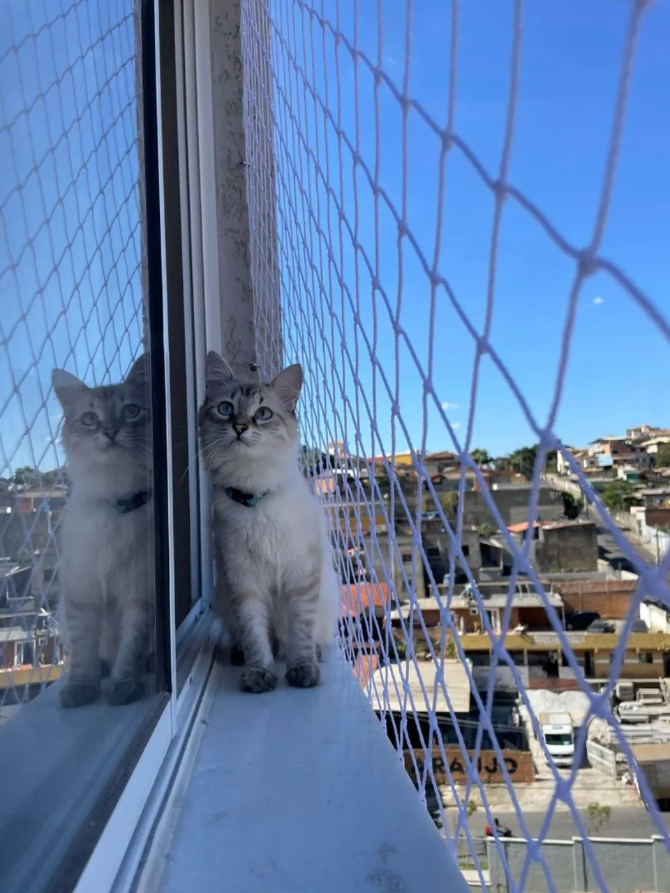 Rede de Proteção para Janelas e Sacadas - Segurança para Gatos