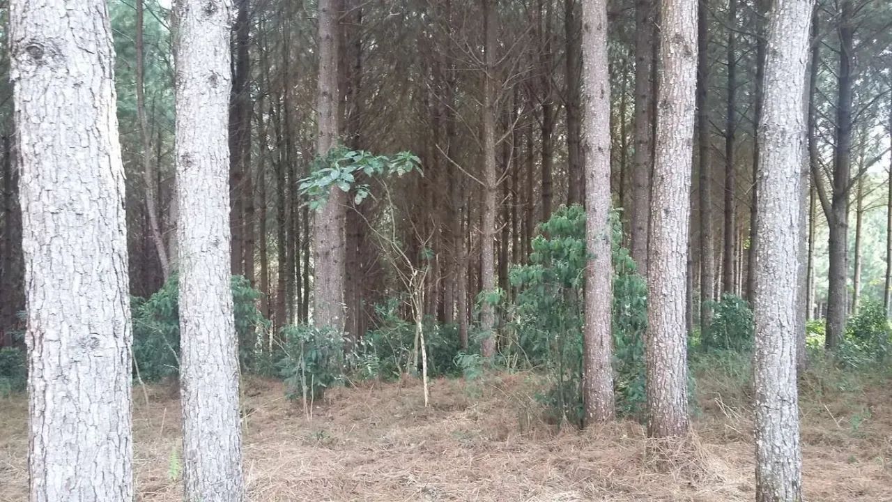 Chácara em Rua Boi Carreiro - Itaqui de Cima - Campo Largo/PR - Foto 15