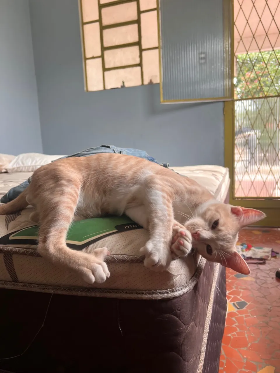 Gatinho Lindo para Adoção