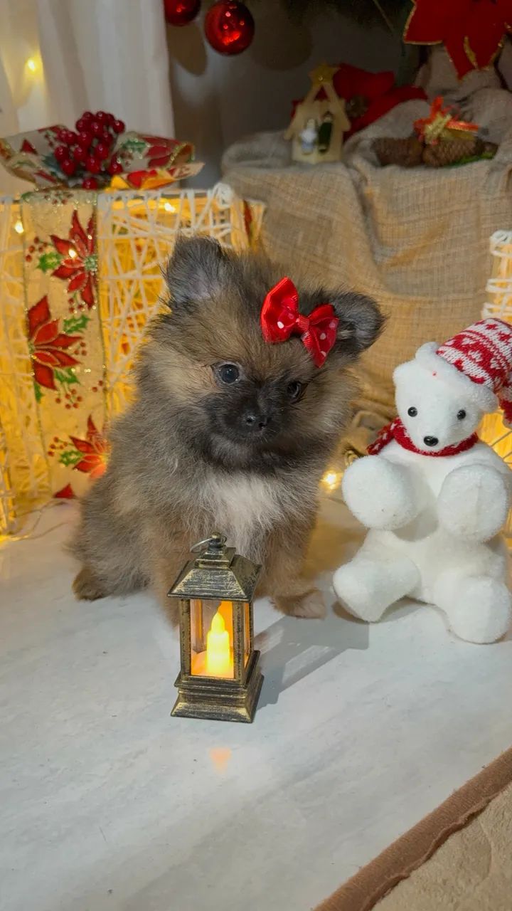 Spitz Anão  - Foto 4