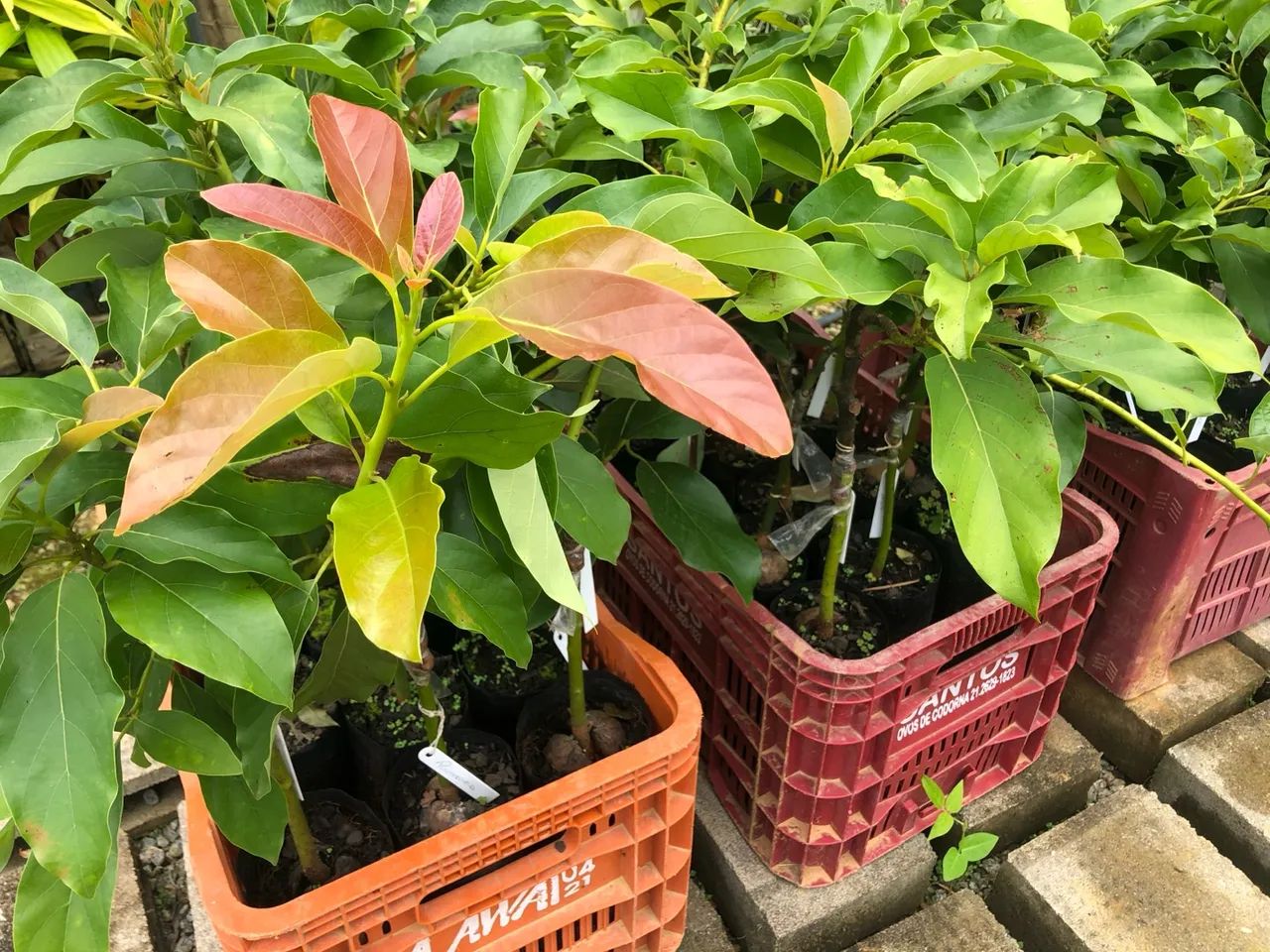 Mudas de abacate de enxerto - Foto 3