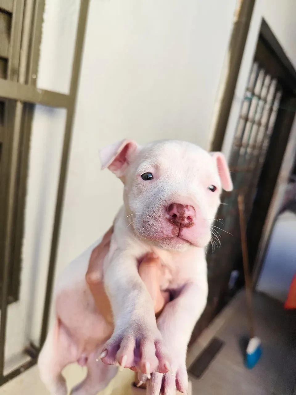 Filhotes Fêmeas de Pitbull Red Nose