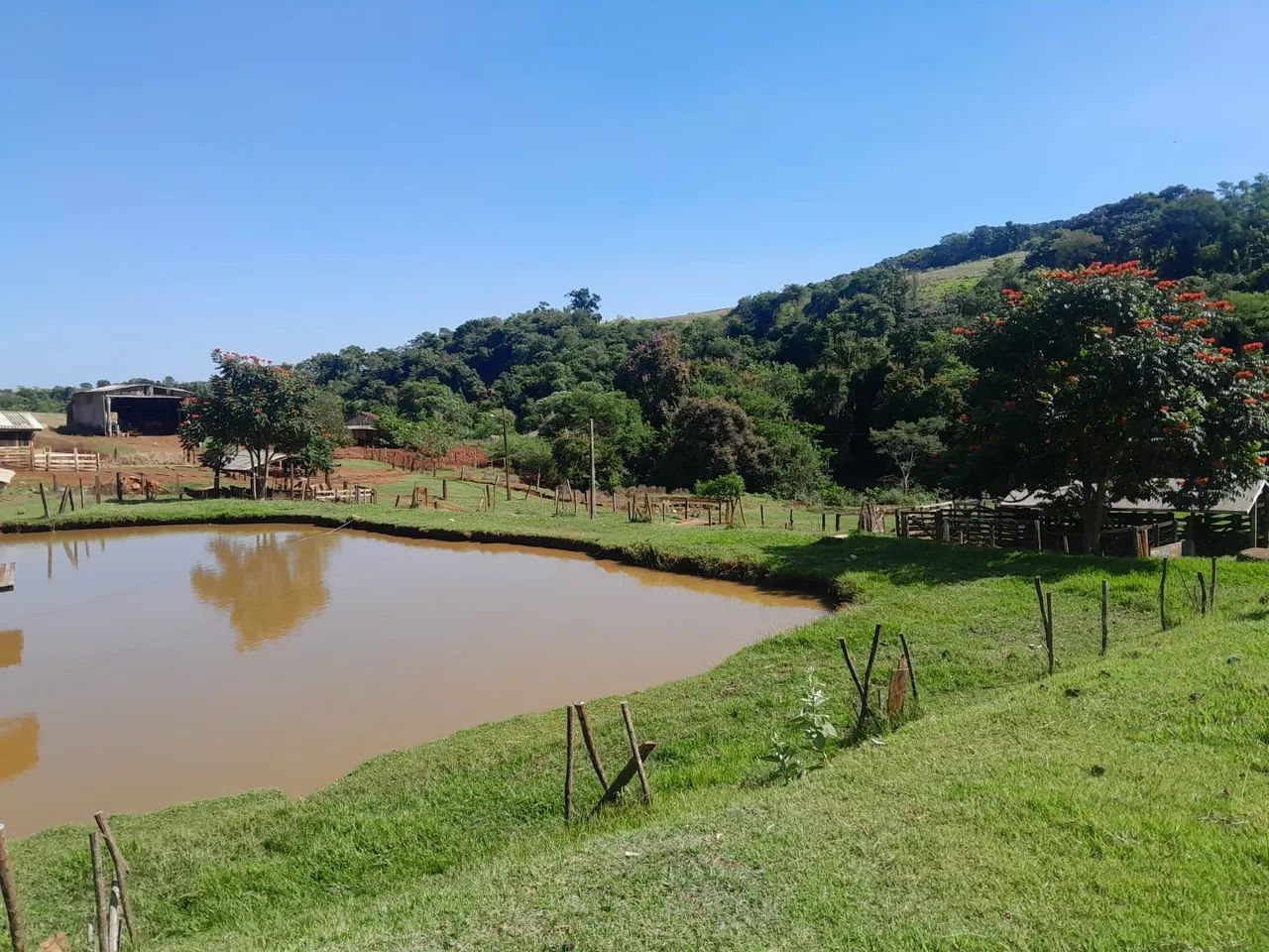 Sítio de 30 alqueiro  - Foto 4