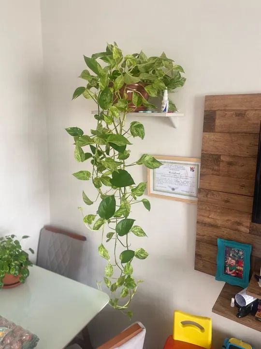 Planta Jiboia Variegata 2 metros 