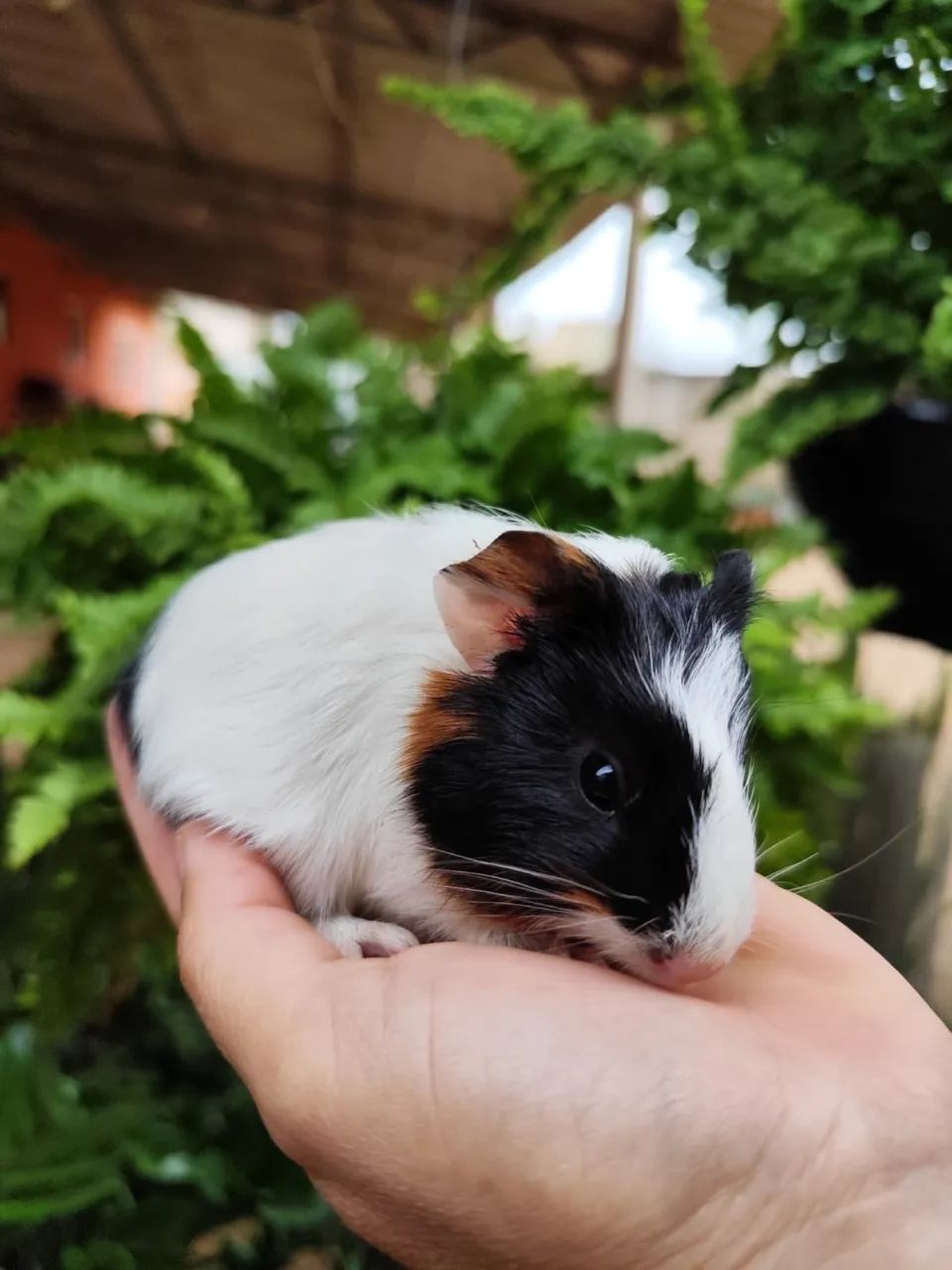 porquinho da india - Foto 5