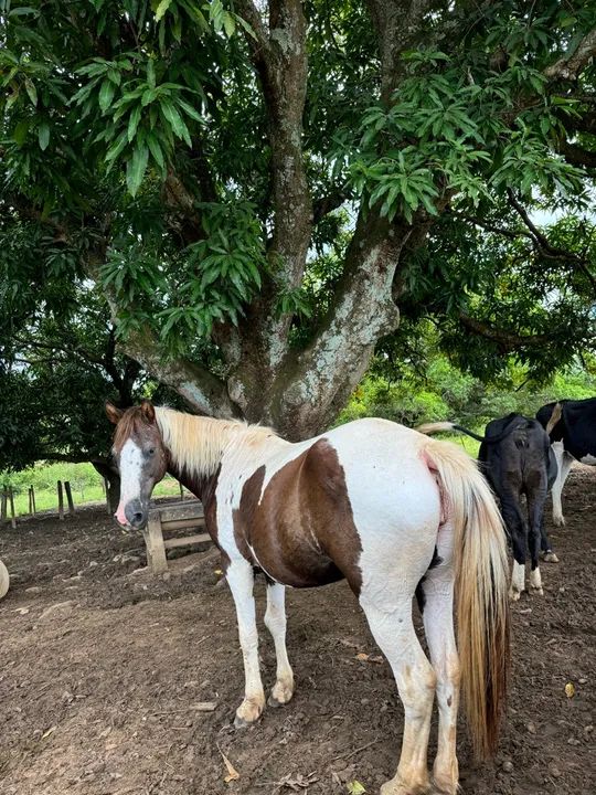 Égua boa no preço !  - Foto 3