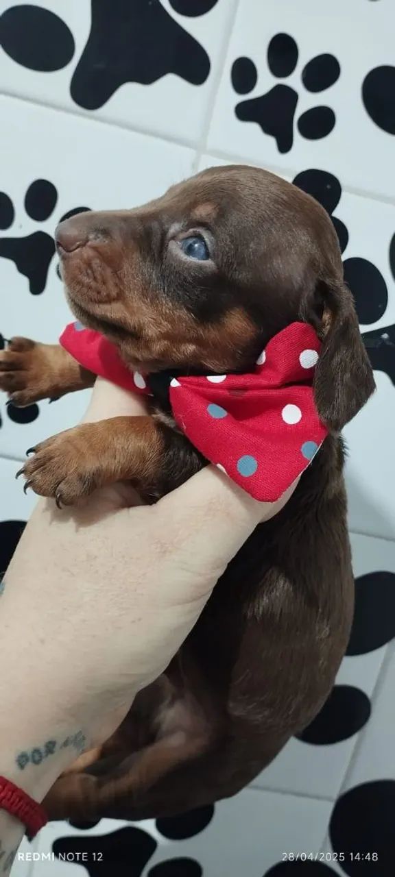 Basset Dachshund Chocolate macho