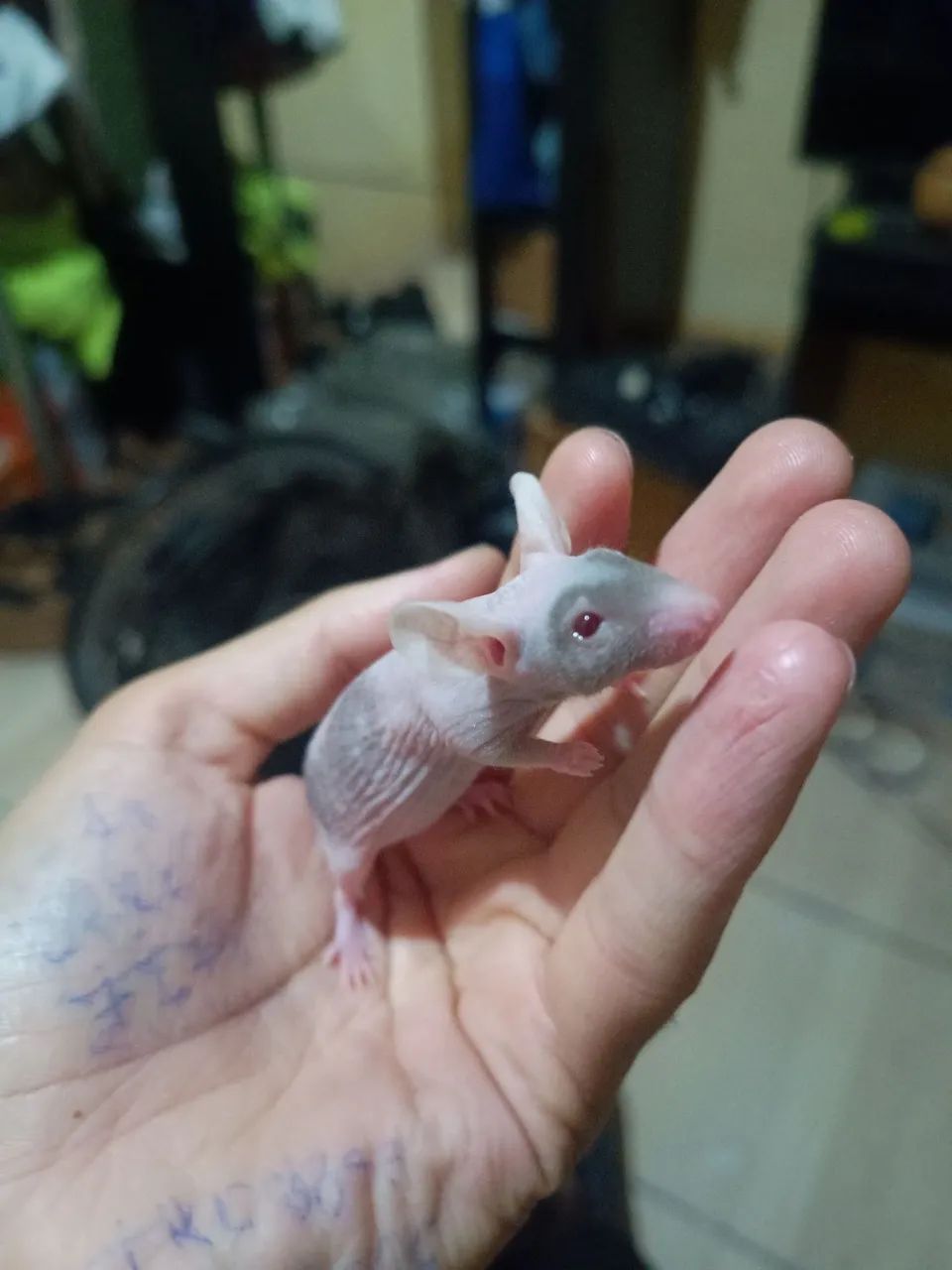 Camundongos Hairless 