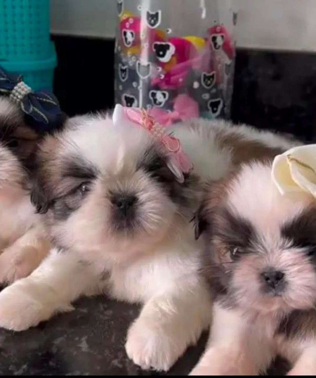 Bebês shihtzu mini  - Foto 5