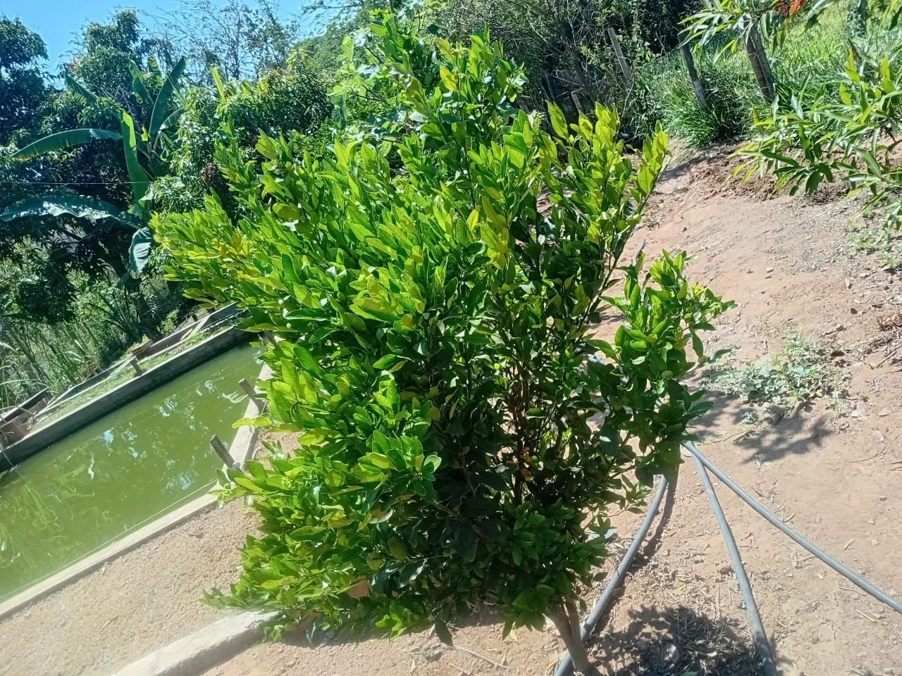 Chacara em corrego das pedras - Foto 3