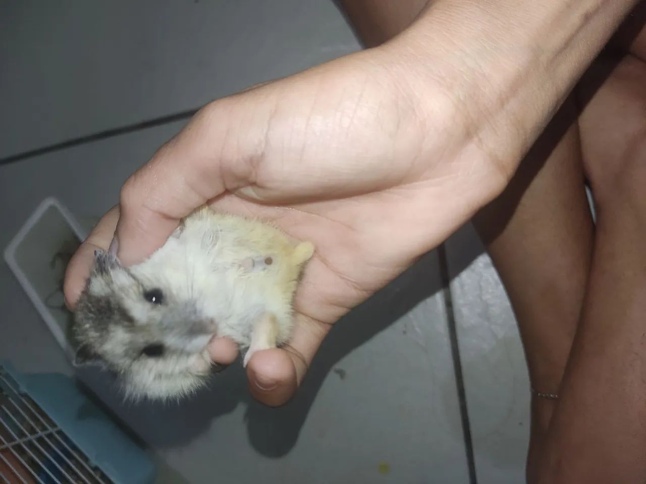 VENDO HAMSTER ?  - Foto 3
