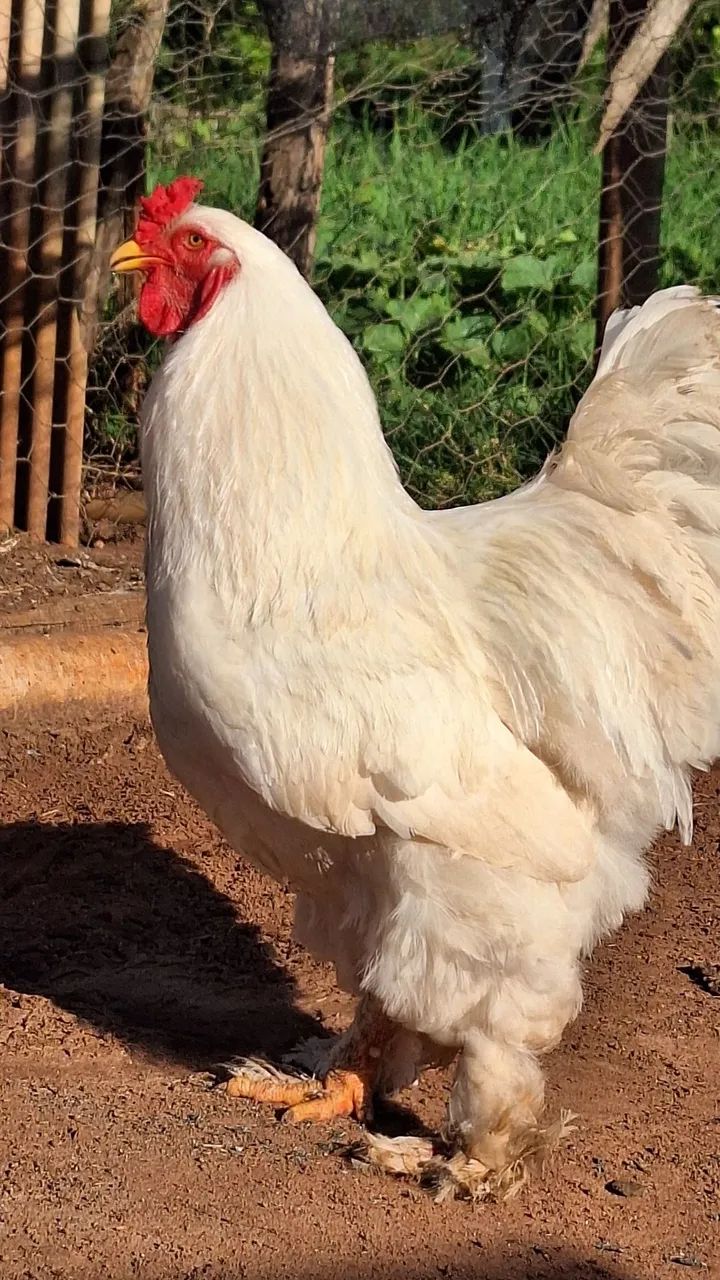 Frangos Brhama White
