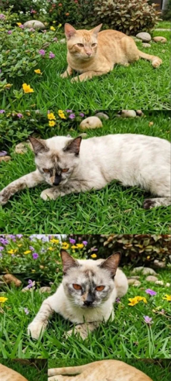 Doação de gata, amiga, calma. - Foto 2