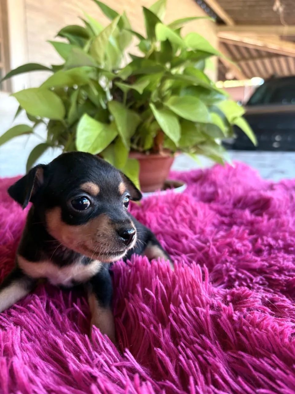 Pinscher - Foto 5