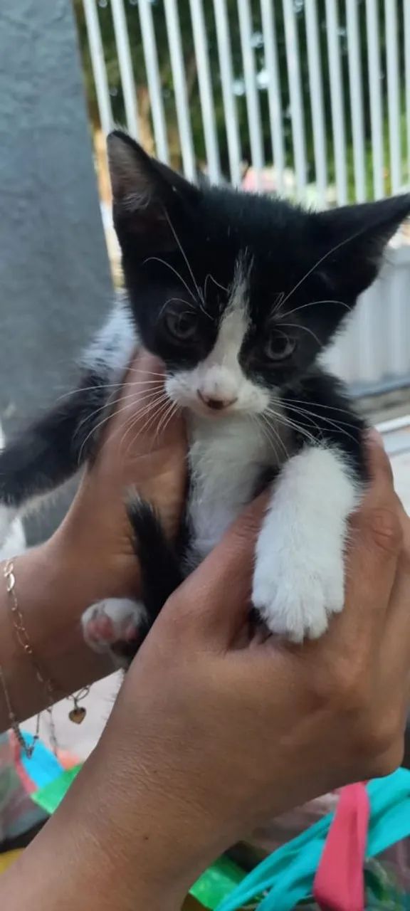Gatinho para adoção  - Foto 2