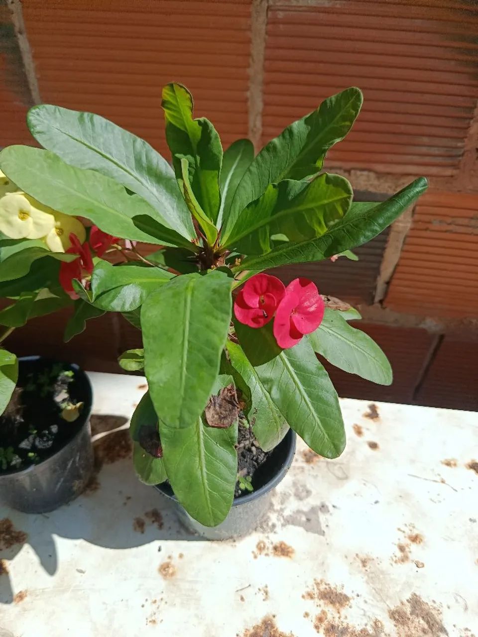Plantas folhagens 