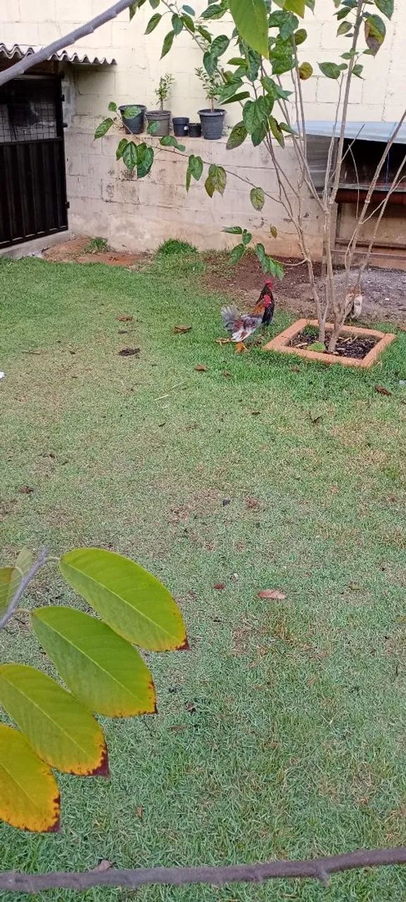 Jardinagem  - Foto 3