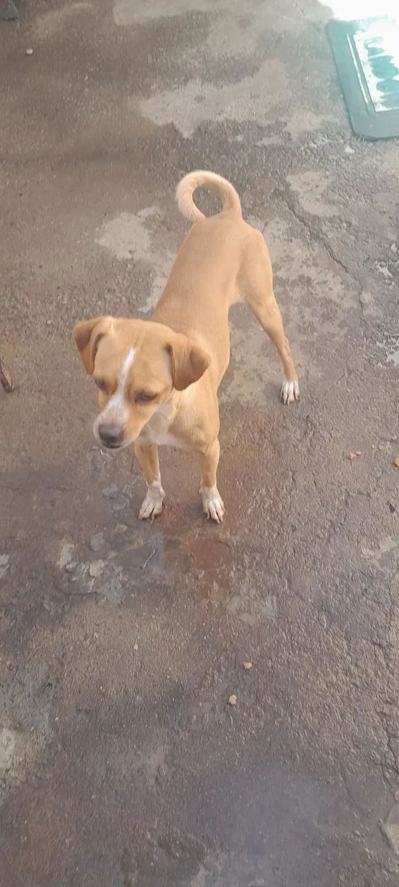 Adote um cãozinho - Foto 4