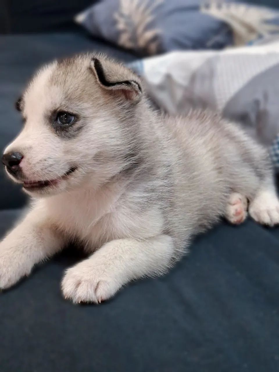 Husky  - Foto 2