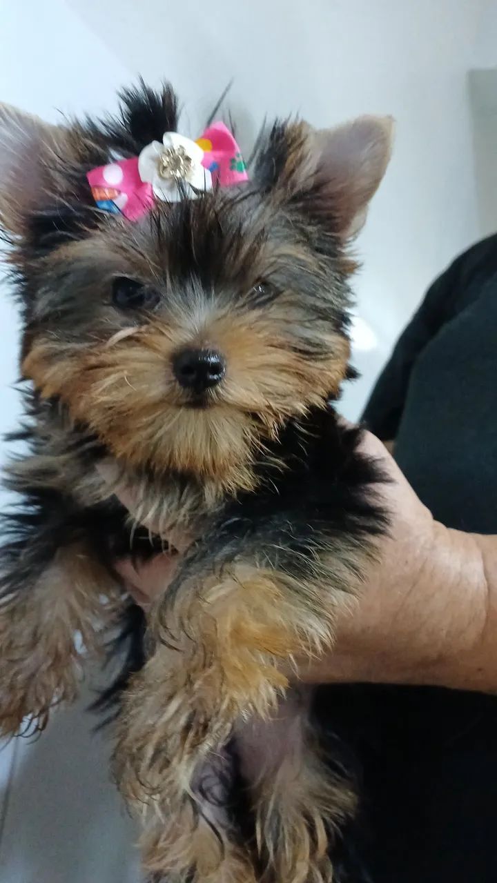 Lindos filhotes mine  de Yorkshire Terrier. - Foto 6