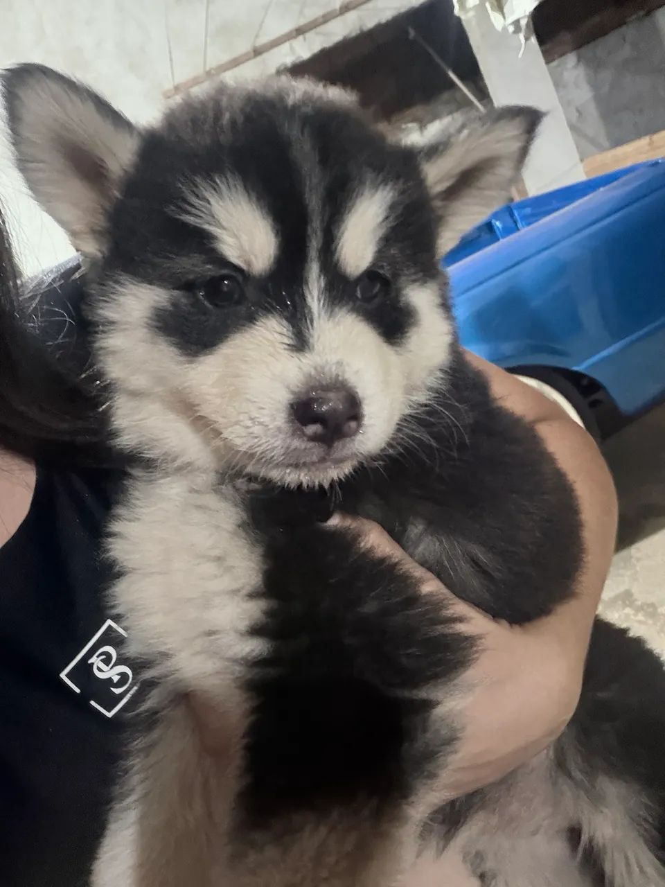 Filhotes Husky - Foto 4