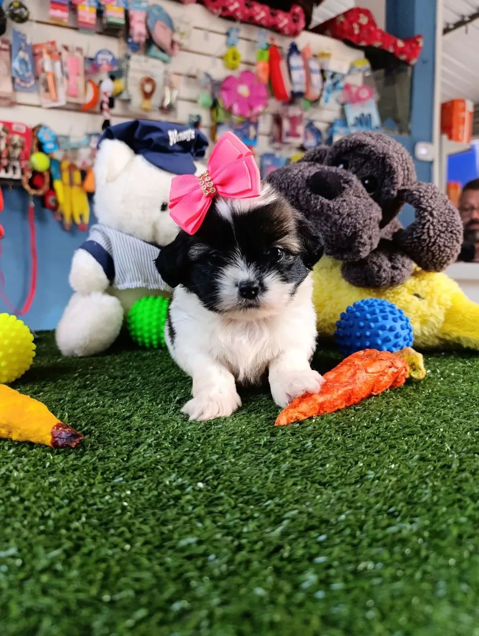 Lhasa Apso fêmea tricolor 