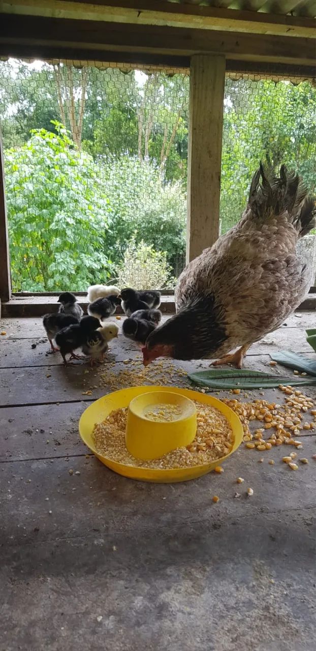 Galinha com 12 pintinhos