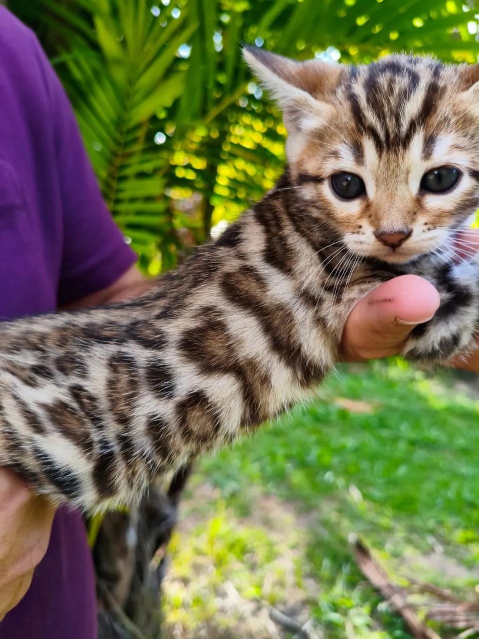 Bengal  - Foto 2