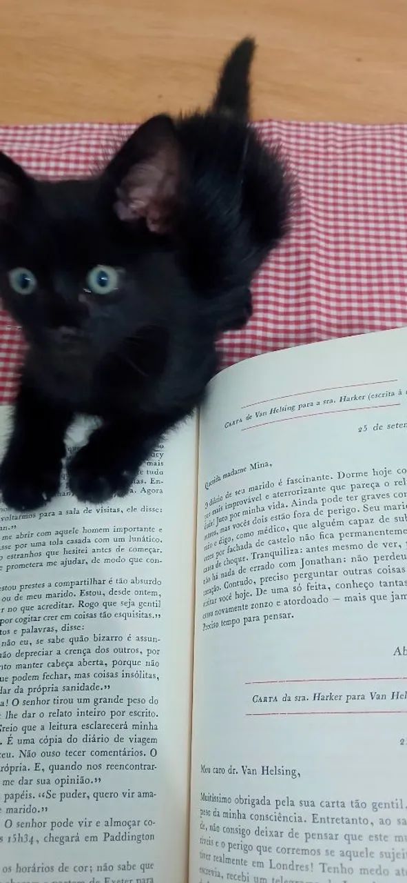 Adoção responsável - gatinha filhote - Foto 4