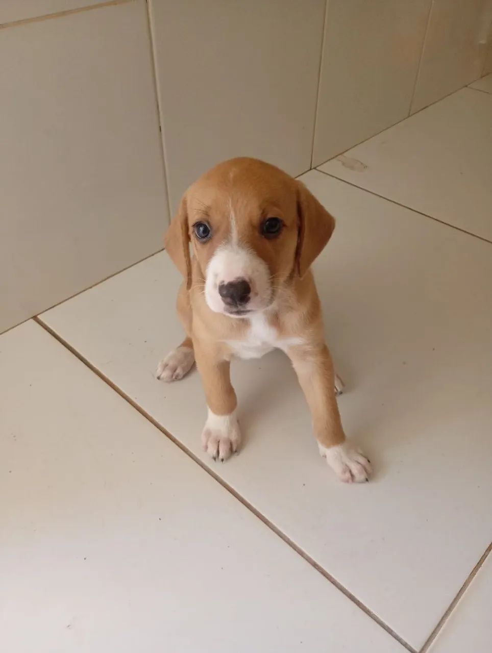 Doação de cães  - Foto 4